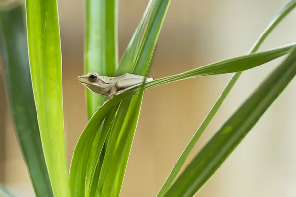 Kleiner Frosch — Stockfoto