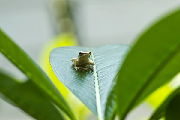Μικρή βάτραχος — Φωτογραφία Αρχείου