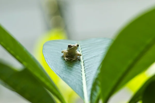 Kleine kikker — Stockfoto