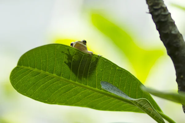 சிறிய தவளை — ஸ்டாக் புகைப்படம்