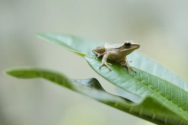 Kleiner Frosch — Stockfoto