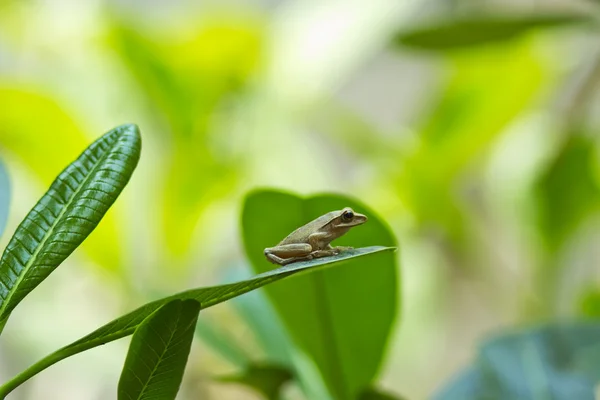 சிறிய தவளை — ஸ்டாக் புகைப்படம்