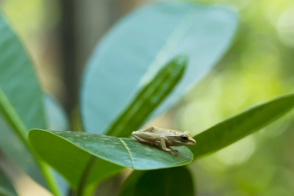 Sapo pequeno — Fotografia de Stock