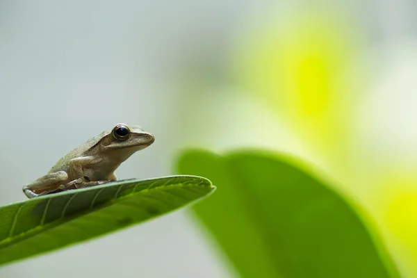 Kleine kikker — Stockfoto