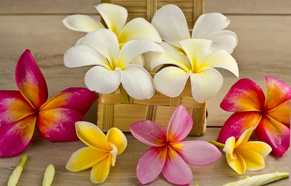 Bali flower — Stock Photo, Image