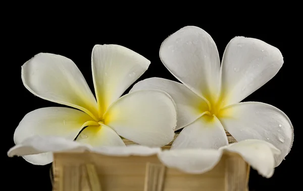 Flor de Bali —  Fotos de Stock