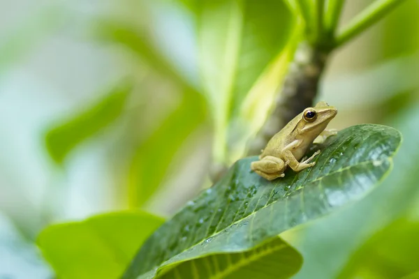 Sapo pequeno — Fotografia de Stock