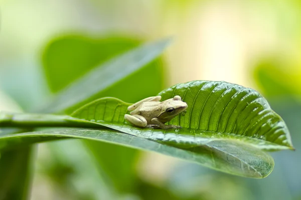 Маленька жаба — стокове фото