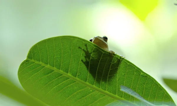 Kleiner Frosch — Stockfoto