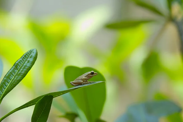 Малая лягушка — стоковое фото
