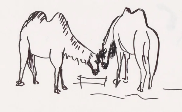 速写草图 两只骆驼在动物园里喂动物 — 图库照片