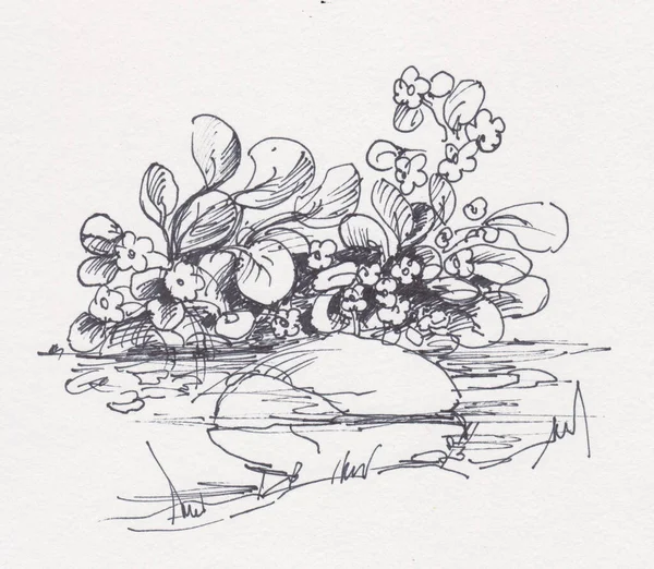 Blumenstrauch Ufer Eines Kleinen Baches Der Nähe Von Stein — Stockfoto