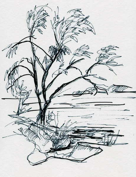 Nehir Kıyısındaki Büyük Yaşlı Söğüt Ağacı Siyah Beyaz Çizim — Stok fotoğraf