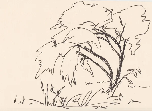 Yolun Yanındaki Söğüt Ağacı Siyah Beyaz Çizim — Stok fotoğraf