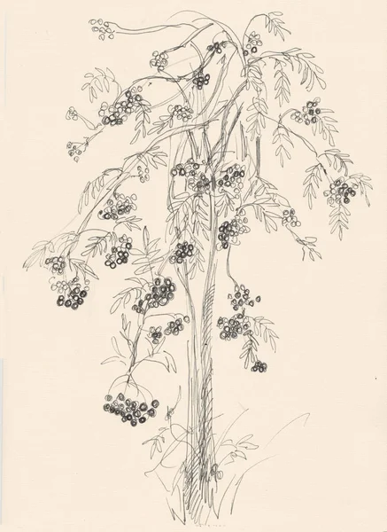 Szkic Drzewo Rovan Jagodami Czarno Białe — Zdjęcie stockowe