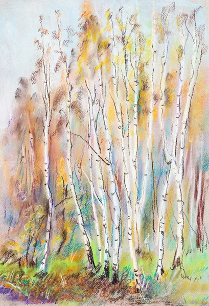 Birches — Stock fotografie