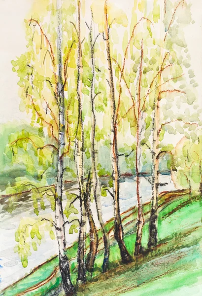 Birken in Flussnähe — Stockfoto