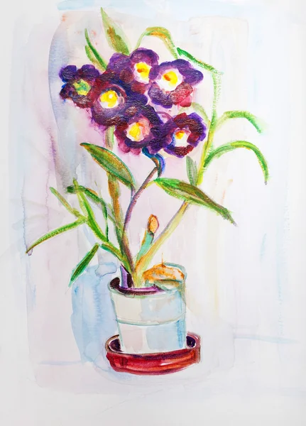 Orchidea in vaso — Foto Stock