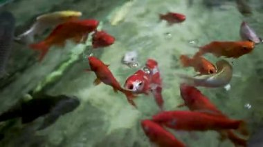 Açık Gölette Yüzen Renkli Koi Balığı