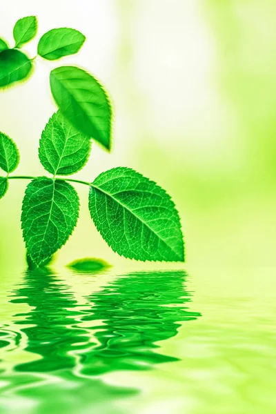 Zelené listy a pramenitá voda, ekologie a bio energie pozadí — Stock fotografie