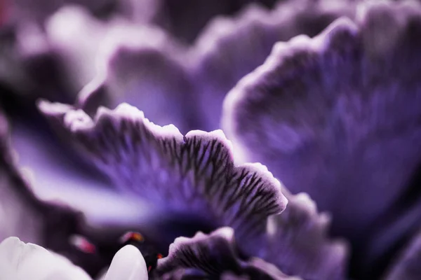 Flor de clavel púrpura en flor, fondo abstracto del arte de la flor floral, flores en la naturaleza de primavera para el aroma del perfume, boda, diseño de vacaciones de la marca de belleza de lujo —  Fotos de Stock