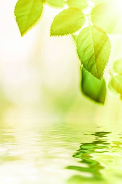 Yeşil yapraklar ve kaynak suyu, eko doğa ve biyoenerji arka planı