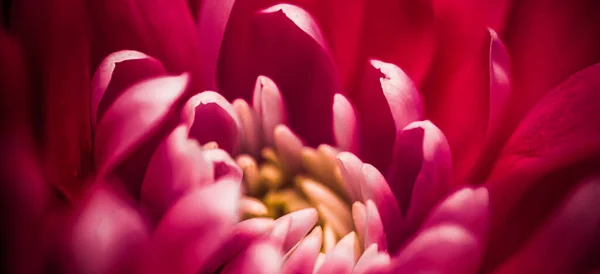 Pétalos de flores de margarita roja en flor, fondo abstracto de arte floral en flor, flores en la naturaleza de primavera para perfume, boda, diseño de vacaciones de marca de belleza de lujo — Foto de Stock