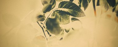 Yeşil yapraklar soyut vintage arka plan olarak, bahar bahçesinde bitkisel yapraklar, retro gravür tarzı, botanik tatil markası tasarımı için çiçek yaprağı arka planı