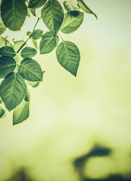 Hojas verdes como fondo abstracto de la naturaleza vintage, follaje herbal en el jardín de primavera, estilo de huecograbado, fondo de hoja floral para el diseño de la marca de vacaciones botánicas —  Fotos de Stock