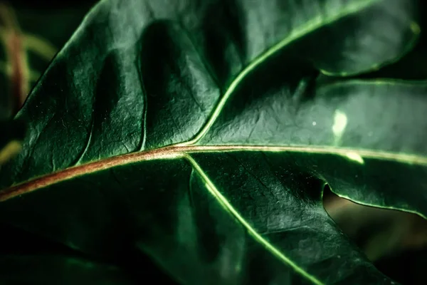 Tropischer Garten Natur Hintergrund, Pflanze Laub Textur als vintage botanischen abstrakten Hintergrund, exotischen Sommerurlaub Kunst für Urlaub Reise Marke Design-Layout — Stockfoto