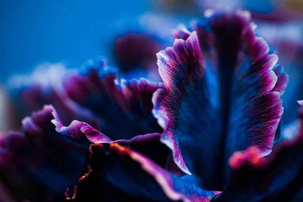 Flor azul del clavel en flor, fondo abstracto del arte de la flor floral, flores en la naturaleza de la primavera para el olor del perfume, boda, diseño de vacaciones de la marca de belleza de lujo — Foto de Stock