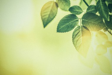 Yeşil yapraklar soyut vintage arka plan olarak, bahar bahçesinde bitkisel yapraklar, retro gravür tarzı, botanik tatil markası tasarımı için çiçek yaprağı arka planı