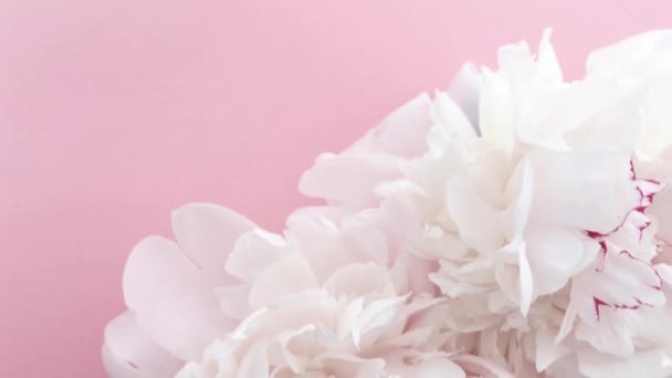 Peonie rosa romantiche, fiori di peonia pastello in fiore come festa, matrimonio e sfondo floreale — Video Stock