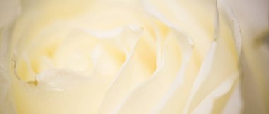 Çiçek açan gül, soyut çiçek çiçek sanat arka planı parfüm kokusu için makro çiçekler, düğün ve güzel gelinlik markası için lüks tatil tasarımı