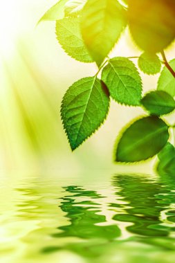 Yeşil yapraklar ve kaynak suyu, eko doğa ve biyoenerji arka planı