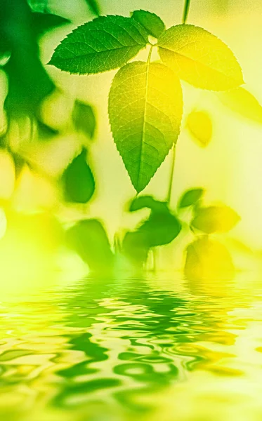Зеленые листья и родниковая вода, экологическая природа и биоэнергетический фон — стоковое фото
