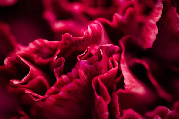 Flor roja del clavel en flor, fondo abstracto del arte de la flor floral, flores en la naturaleza de la primavera para el olor del perfume, boda, diseño de vacaciones de la marca de belleza de lujo — Foto de Stock
