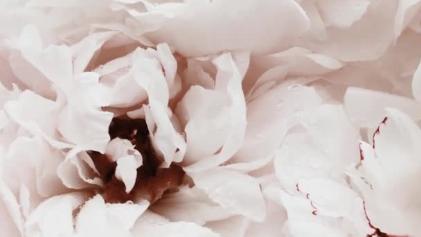 Witte pioenrozen in bloei, pastel pioenroos bloemen als vakantie, bruiloft en bloemen achtergrond — Stockvideo