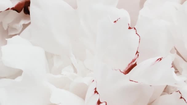 Білі півонії в цвітіння, пастельні півонійні квіти як свято, весілля та квітковий фон — стокове відео