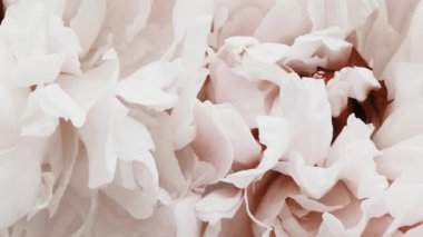 Çiçekli beyaz şakayıklar, tatil olarak pastel şakayık çiçekleri, düğün ve çiçek arkaplanı