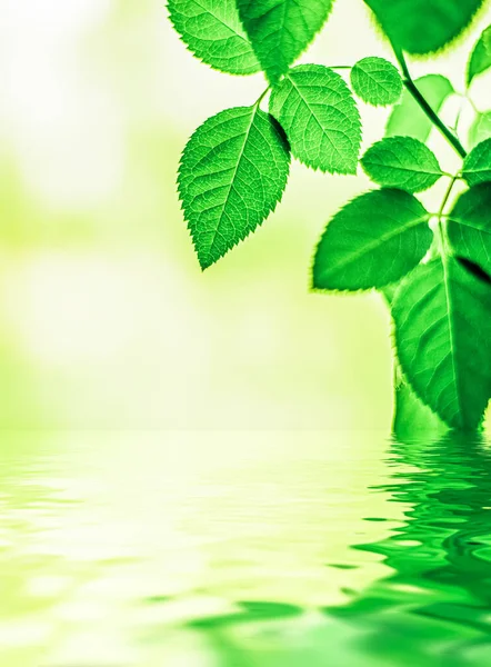 Feuilles vertes et eau de source, éco nature et fond bioénergétique — Photo