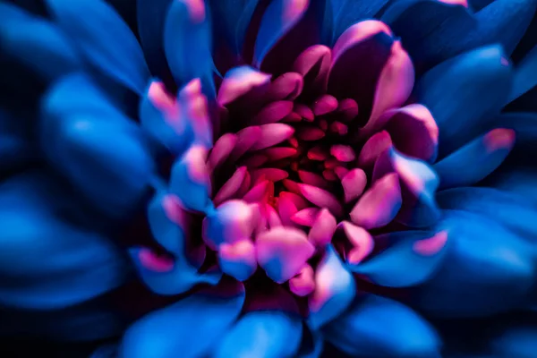 蓝色的菊花花瓣盛开，抽象的花卉艺术背景，春天里的花朵芬芳芬芳，婚礼，奢华的美容美发品牌假日设计 — 图库照片