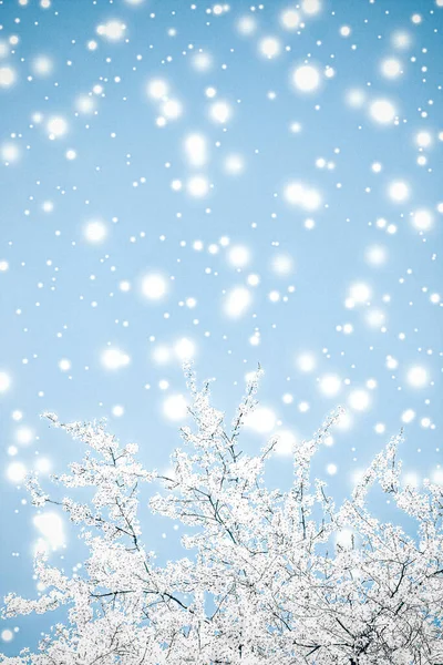 圣诞、新年蓝色花卉背景、节日卡片设计、花树、雪花，作为奢侈品品牌冬季促销背景 — 图库照片