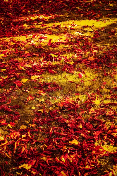 Hermoso paisaje de otoño de fondo, escena de la naturaleza vintage en temporada de otoño — Foto de Stock