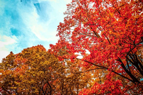 Schöne Herbstlandschaft Hintergrund, Vintage-Natur-Szene in der Herbstsaison — Stockfoto