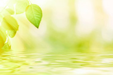 Yeşil yapraklar ve kaynak suyu, eko doğa ve biyoenerji arka planı