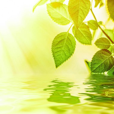 Yeşil yapraklar ve kaynak suyu, eko doğa ve biyoenerji arka planı