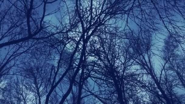 Árboles y cielo oscuro en el bosque de invierno, la naturaleza y el entorno dramático — Vídeos de Stock