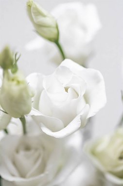 Hediye olarak çiçek buketi, çiçekçide ya da internet dağıtımında gül çiçeği aranjmanı, romantik hediye ve lüks ev dekorasyonu