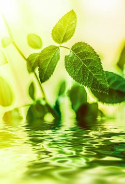 Yeşil yapraklar ve kaynak suyu, eko doğa ve biyoenerji arka planı